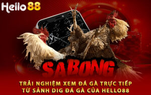 Trải nghiệm xem đá gà trực tiếp từ sảnh DIG đá gà của Hello88