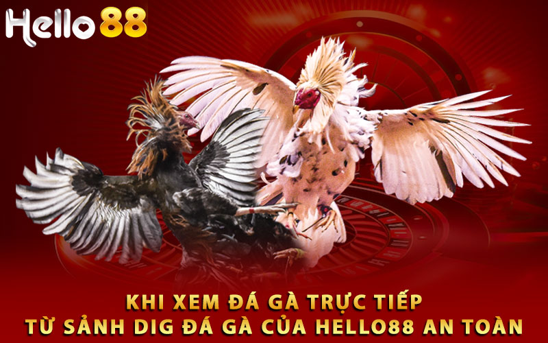 Khi xem đá gà trực tiếp từ sảnh DIG đá gà của Hello88 an toàn