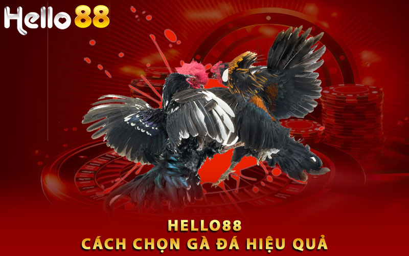 Cách chọn gà đá hiệu quả